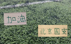 北京国安轮换到位 保护球员 锻炼新人 申花如也能这样 未必四大皆空